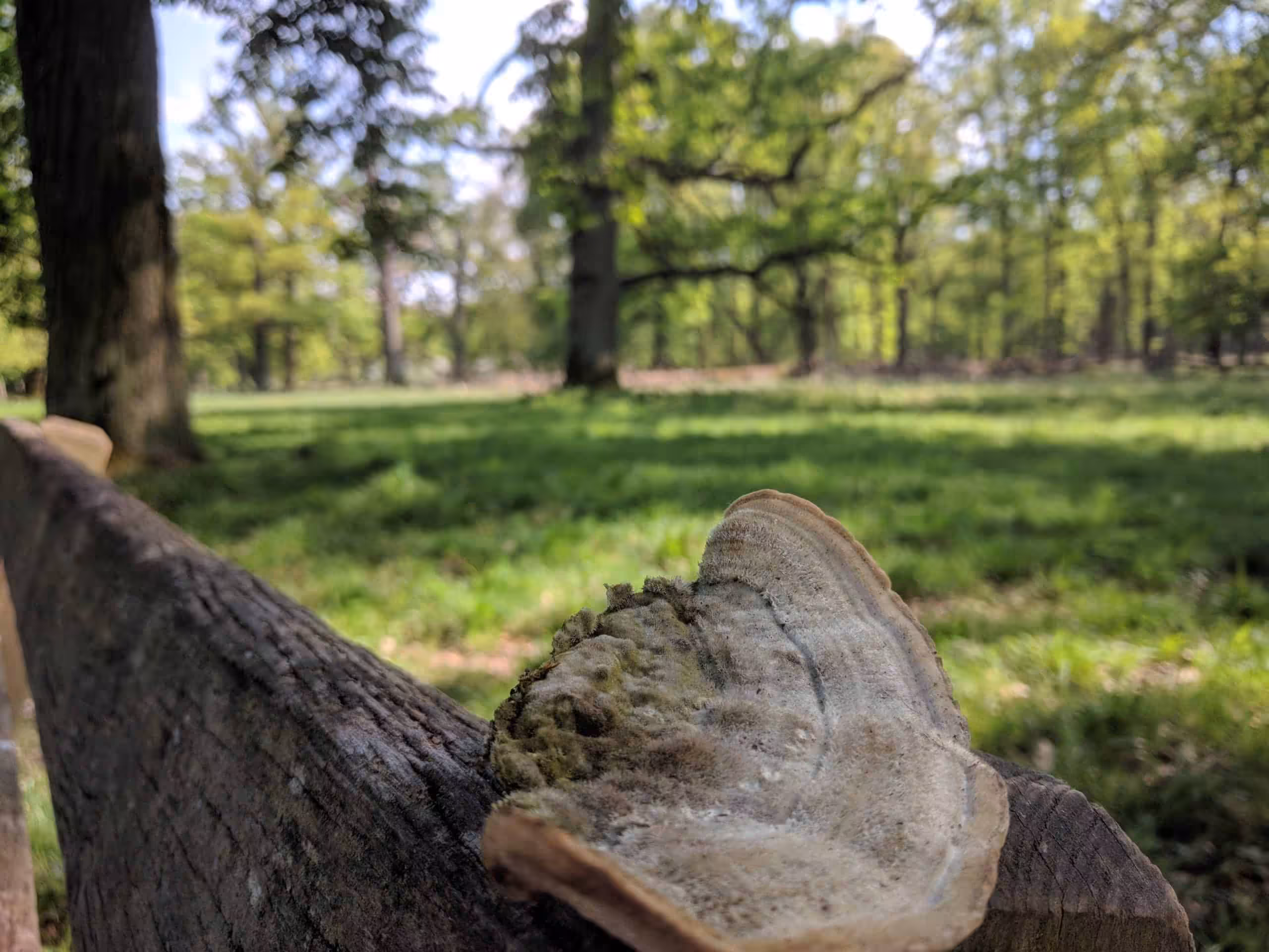 Nexus 6P im Huawei P20 Test