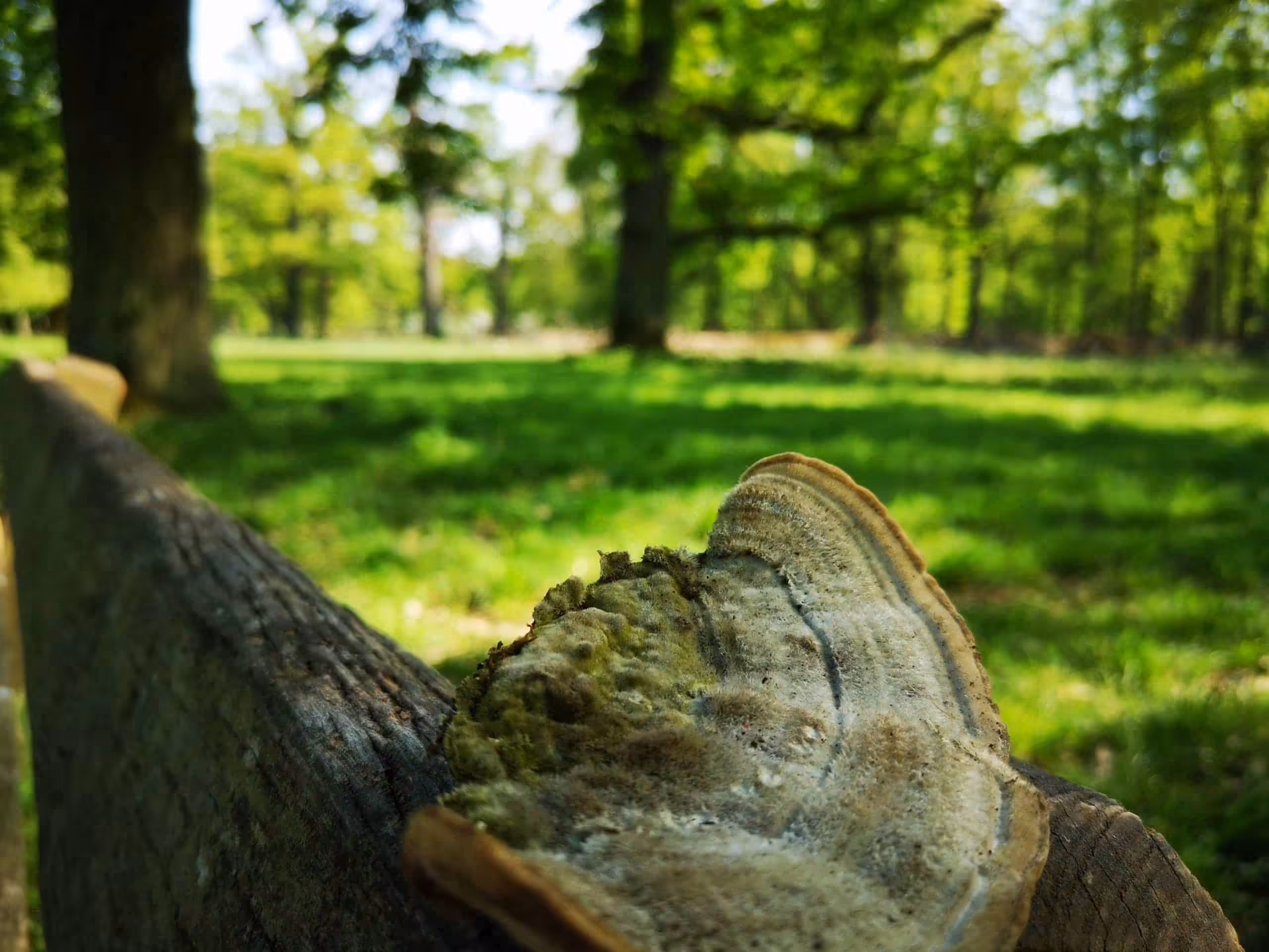 Huawei P20 im Huawei P20 Test