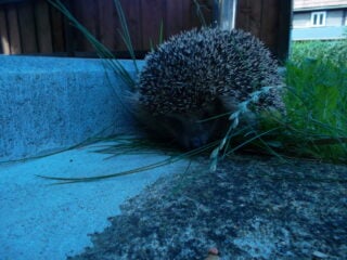 Igel auf einer Rasenfläche im Dämmerlicht