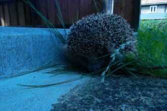 Igel auf einer Rasenfläche im Dämmerlicht