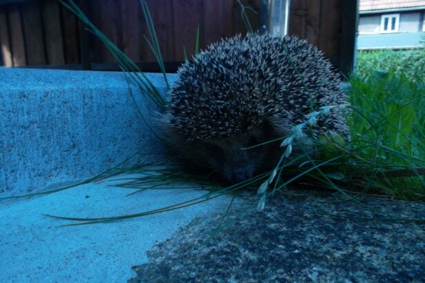 Igel auf einer Rasenfläche im Dämmerlicht